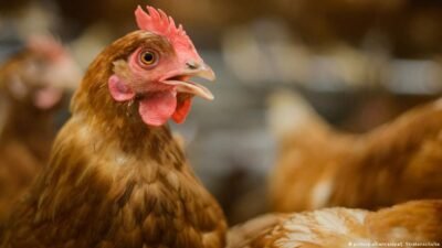Kayyumda yeni eşik: Tavukçulara örgüt suçlaması Haberi